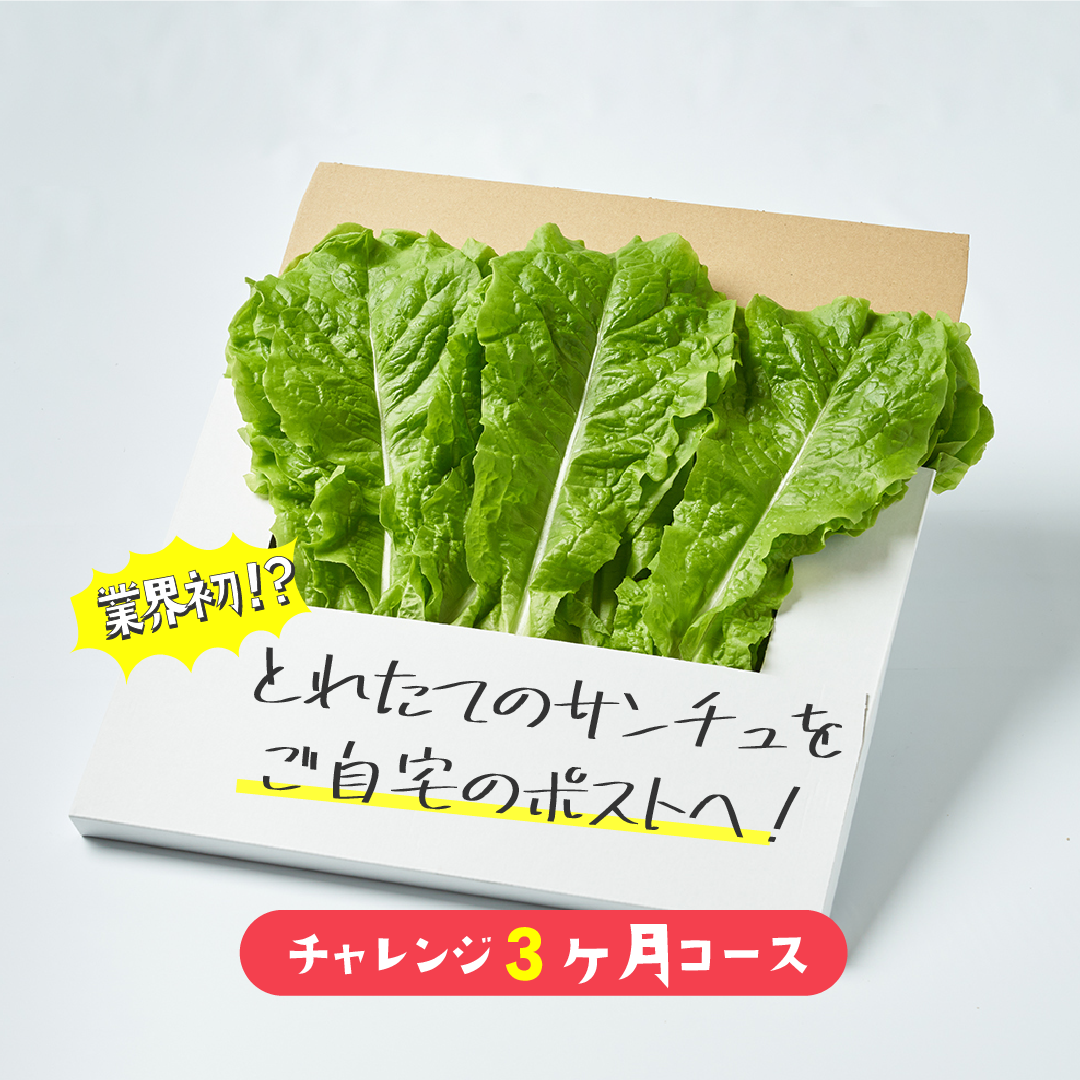 【小鬼盛り】 ポストにお届け サンチュ 3ヶ月(定期便)
