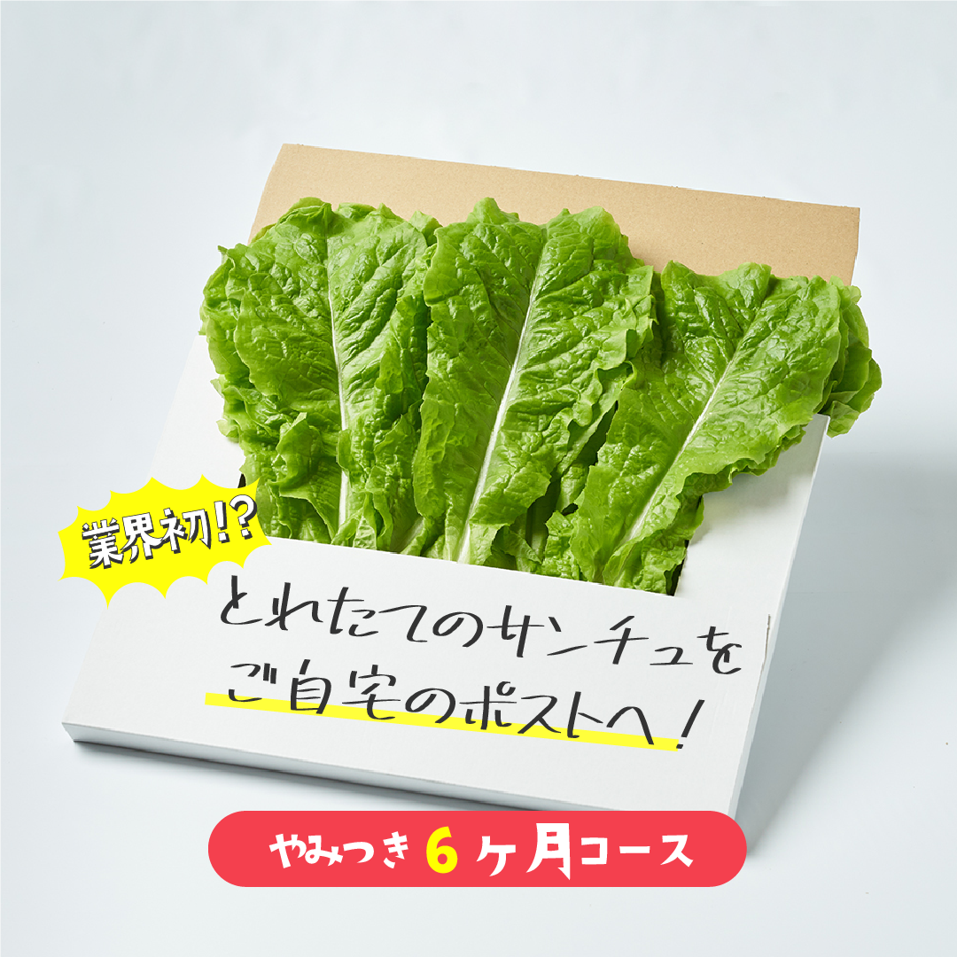 【小鬼盛り】 ポストにお届け サンチュ 6ヶ月(定期便)