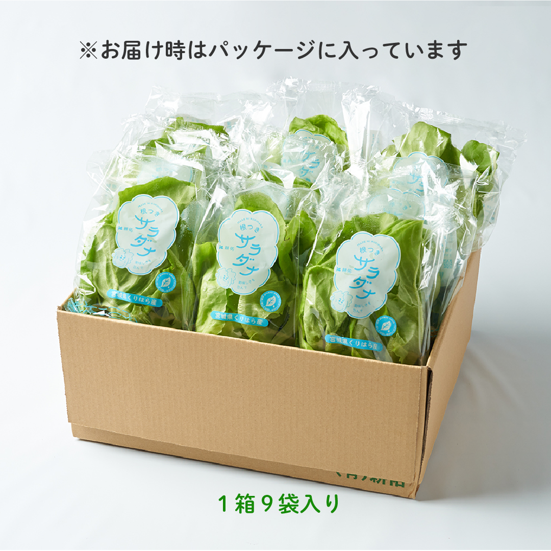 【中鬼盛り】 サラダ菜(産直便)