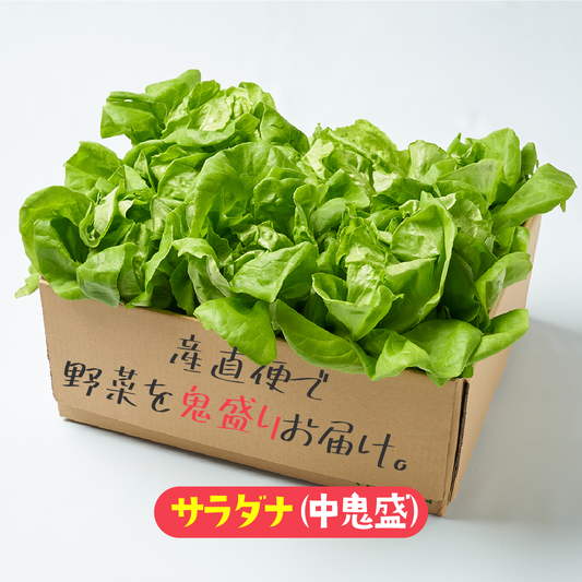 【中鬼盛り】 サラダ菜（産直便）